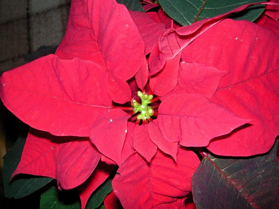 Растение Рождественская звезда
